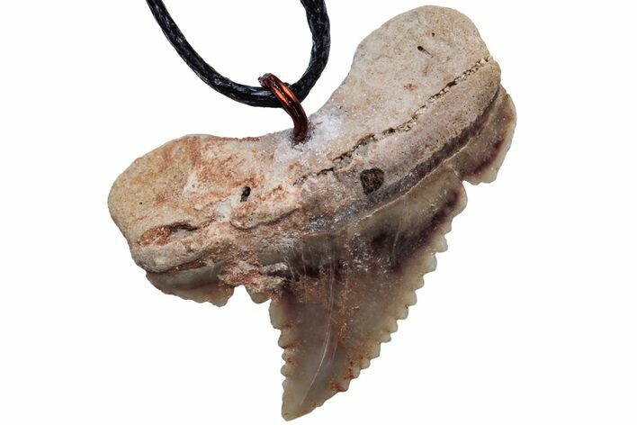 Serrated, Fossil Paleocarcharodon Shark Tooth Necklace #216894
